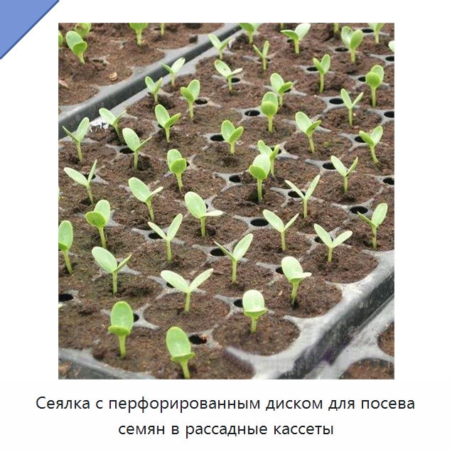 Сеялка с перфорированным диском для посева семян в рассадные кассеты