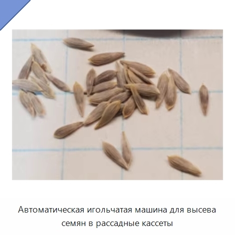 Автоматическая игольчатая машина для высева семян в рассадные кассеты